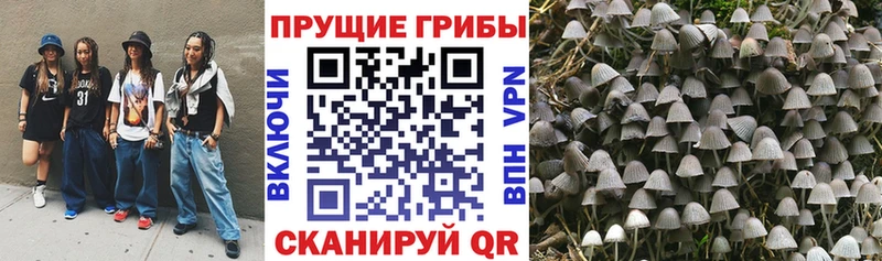 Псилоцибиновые грибы Psilocybine cubensis Муравленко